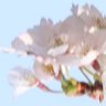 ケンタッキー◢|⁴⁶'s profile picture