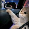 花生 profil fotoğrafı