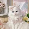 ✩· zoryor 🎀🌟's profile picture