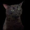 Profilbild von TERRY🍦🐈⬛