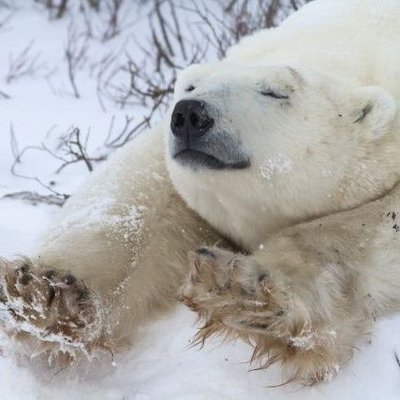 Pinkorojuice's profile picture