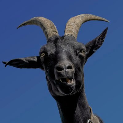 rrobotot's profile picture