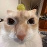Profilbild von Tortellini