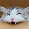 (/ω\)'s profile picture