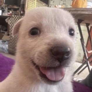 biancalattei's profile picture