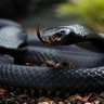 Фото профиля Green Mamba 2