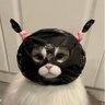 lapo 的头像