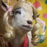 Profilbild von yandmeh