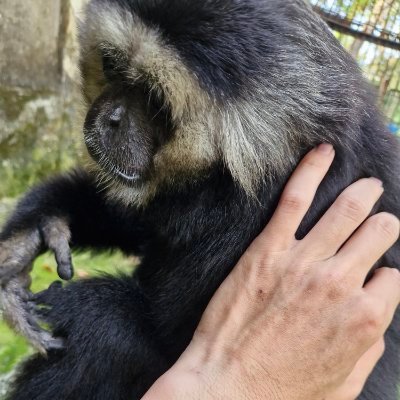 Animalsignal02's profile picture
