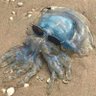 artis 🐚's profile picture