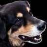 Profilbild von ston