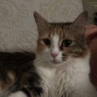 swee21t's profile picture