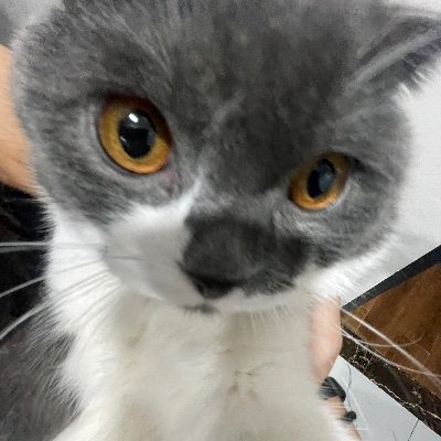ambearsayshi's profile picture