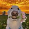 Profilbild von zael