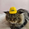 WHORRRYOU profil fotoğrafı