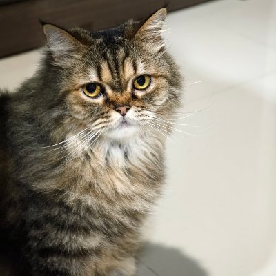 Yash's profile picture