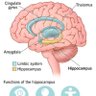 Фото профиля Amygdala