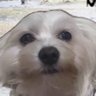 samwaffencel's profile picture