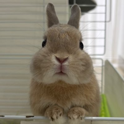 うさぎのもか's profile picture