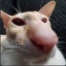 Profilbild von Procrastinates