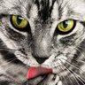 Фото профиля 猫乃こてつ