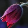 رز صورتی خاردار's profile picture
