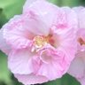 守屋輝子 profil fotoğrafı