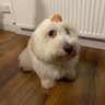 kirly profil fotoğrafı