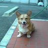 星野智鐘's profile picture