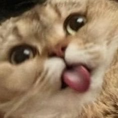 𝚝𝚢 : bliss's profile picture
