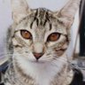 Profilbild von meow