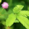 Profilbild von おじぎ草