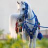 Moshabab Alqahtani's profile picture