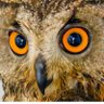 Фото профиля oowl janata party