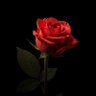 🦢 Zoza 🦢 profil fotoğrafı