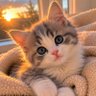 Фото профиля cats