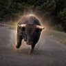 Bison profil fotoğrafı