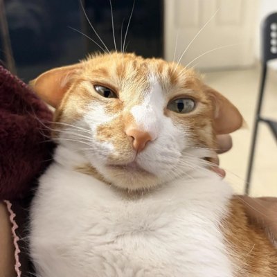 cat with sass's profile picture