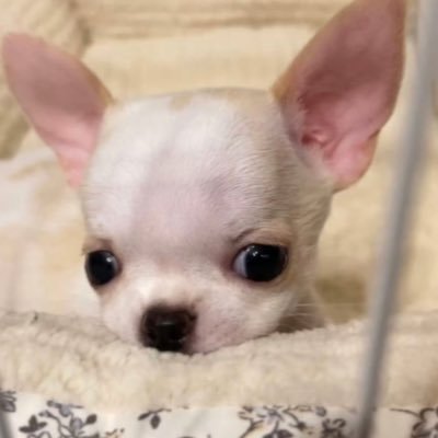 Elllllazhao's profile picture