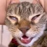 Kondouhareto's profile picture