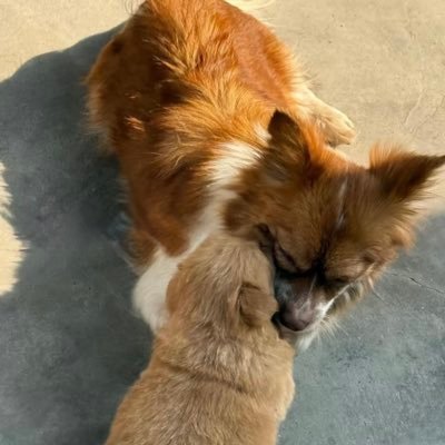 ちよこ's profile picture