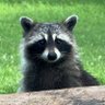 Profilbild von Rocky Raccoon