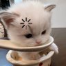 Фото профиля ⋆˖⁺ ✮︎‧₊☽ ivy ☾₊‧✮︎⁺˖⋆