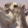 بيت النقدس profil fotoğrafı
