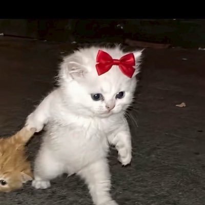 JYyJzAGEuA60065's profile picture