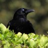 Blindcrow profil fotoğrafı