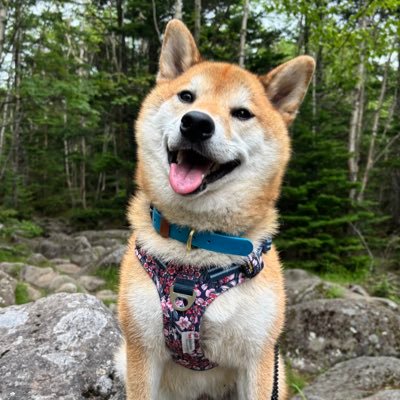 hikingshibaGAKU's profile picture