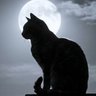 nigaoeya-くろ profil fotoğrafı