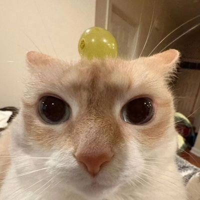 tkxiaoh's profile picture