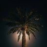 نخلة|palm ↟ profil fotoğrafı